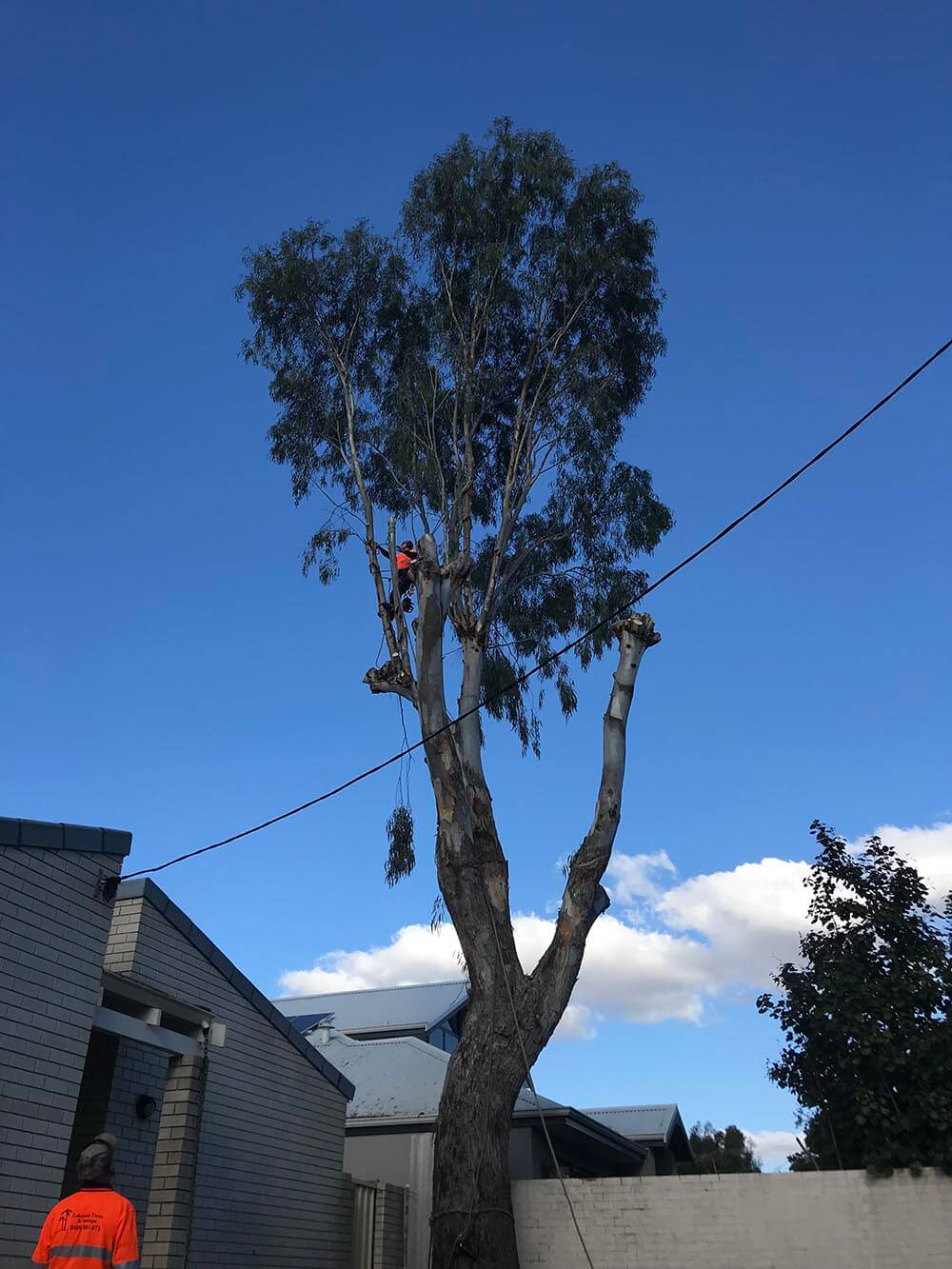 Arborists high up in tree