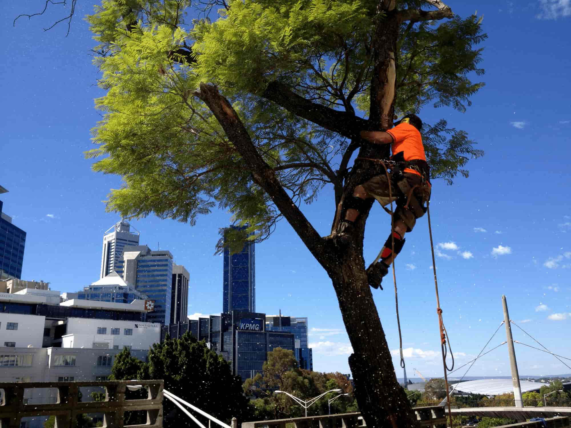 tree removal in perth