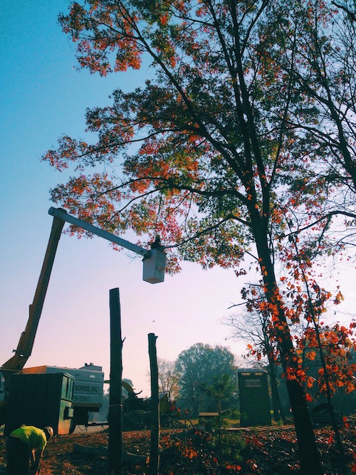 cherry picker tree lopping in perth