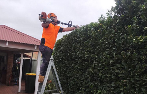pruning-and-hedging