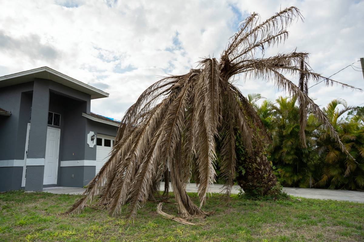 Dead palm tree with dry branches on Florida home backyard. Tree removal concept.