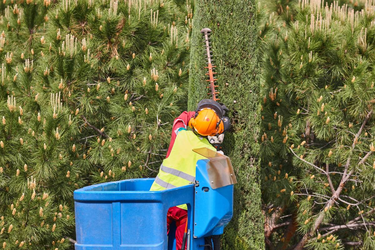Gardener pruning a cypress on a crane. Seasonal trees maintenance