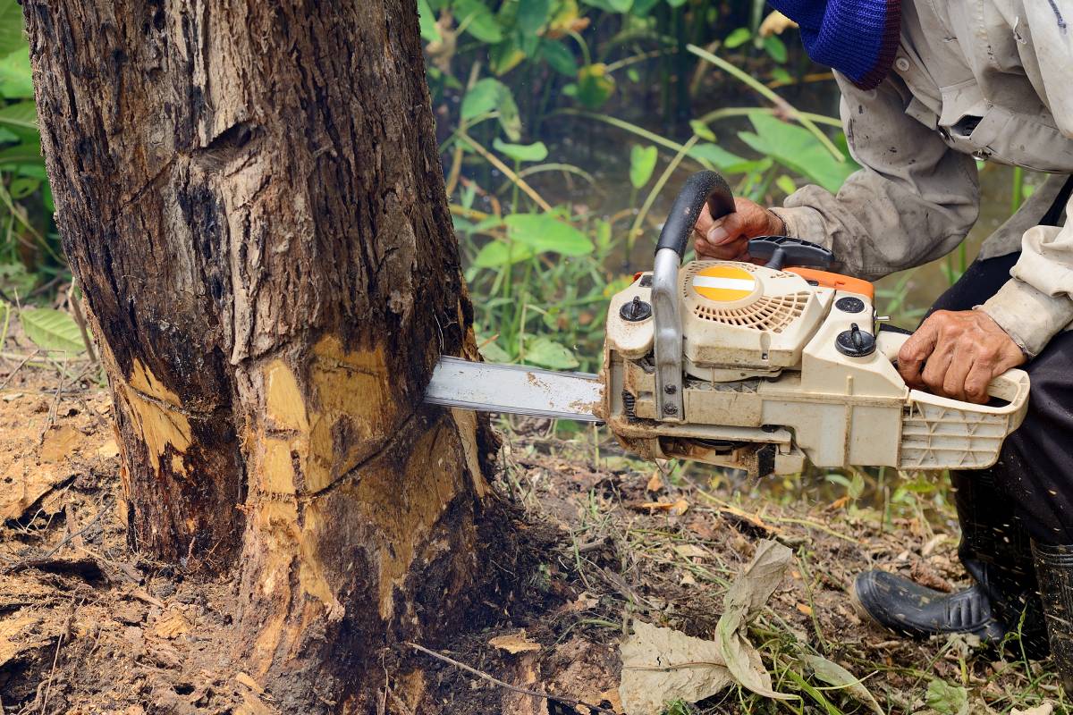 Man with chainsaw cutting the tree