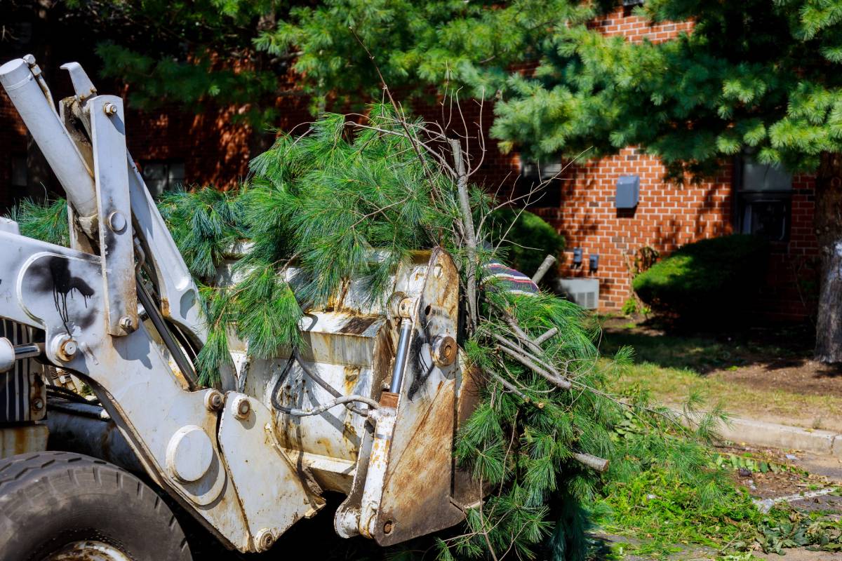 Pile of tree branches in the city street removal of branch removal in tractor bucket.