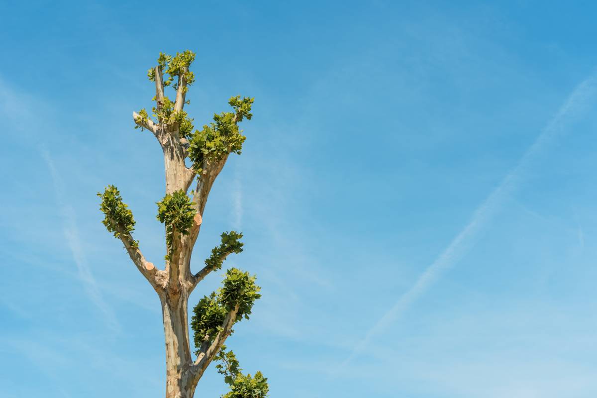 Tree topping, small branches with green leaves growing at treetop after severe pruning against blue sky