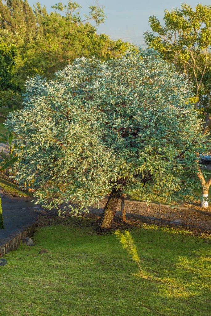 Silver Dollar Eucalyptus tree with beautiful foliage. Eucalyptus Cinerea, Argyle apple, Canberra blue gum.