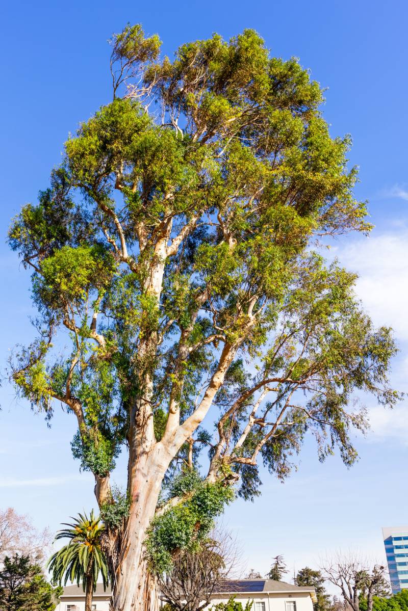 Tall Eucalyptus tree growing in a town in South San Francisco Bay Area, California; eucalyptus trees are native to Australia and are considered invasive in California